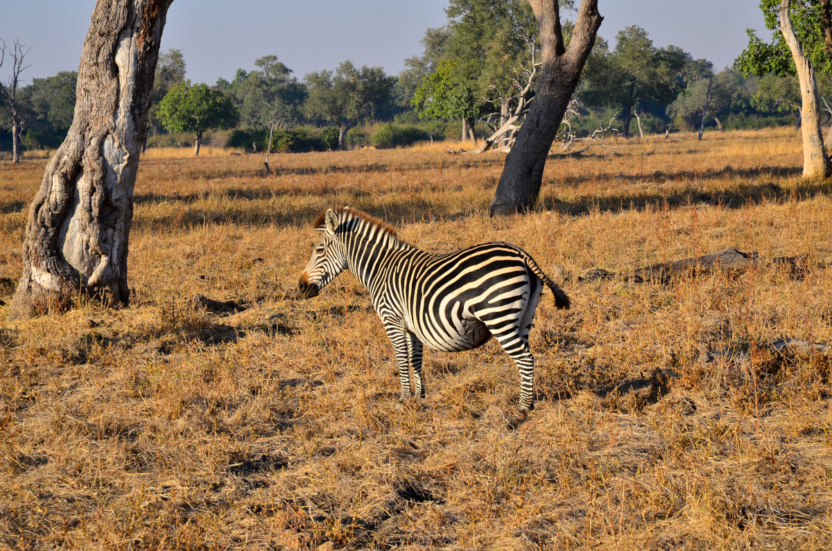 Ein hochschwangeres Zebra.