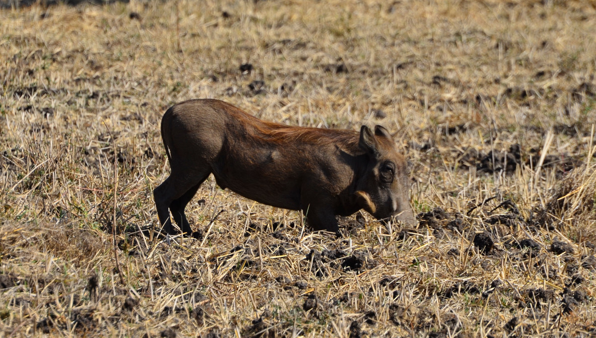 Warzenschwein beim Grasmähen.