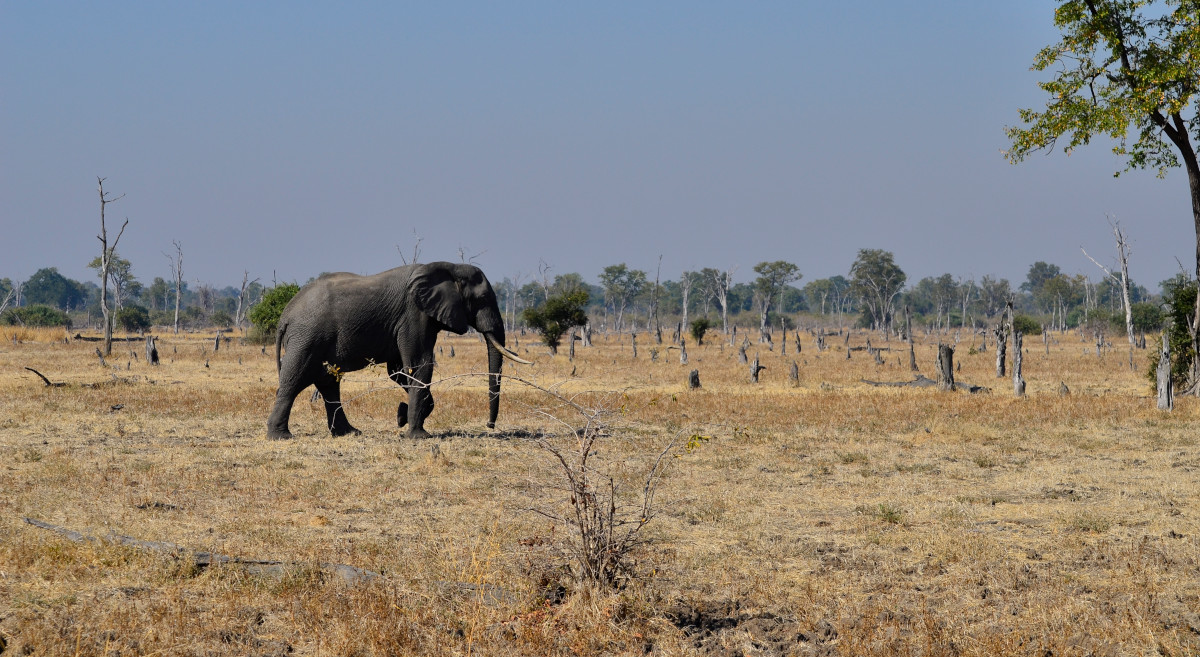 Die Veränderung der Vegetation durch Elefanten.
