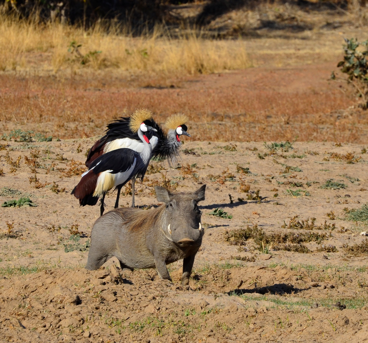 Warzenschwein mit Sekretärsvogel.