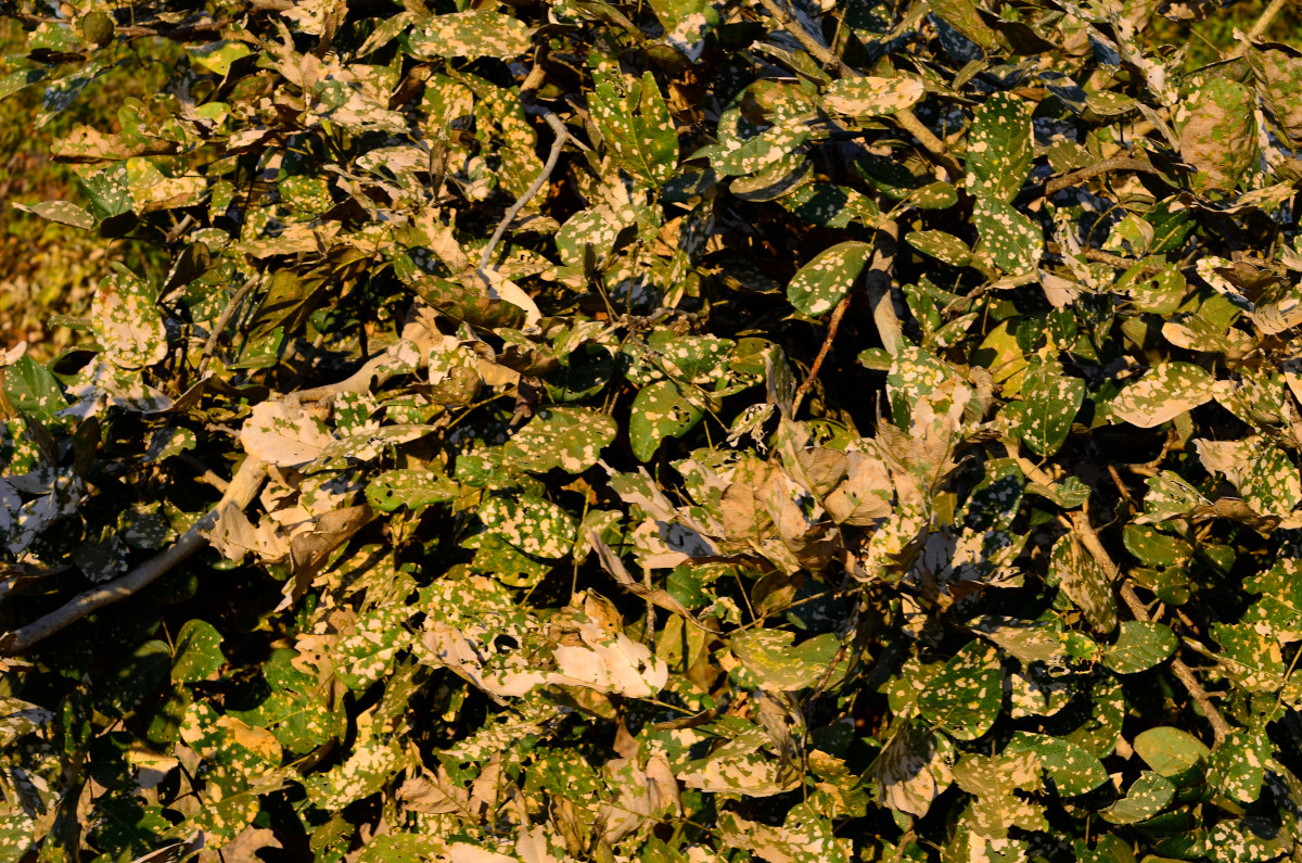 Mimikry des Rain Trees.