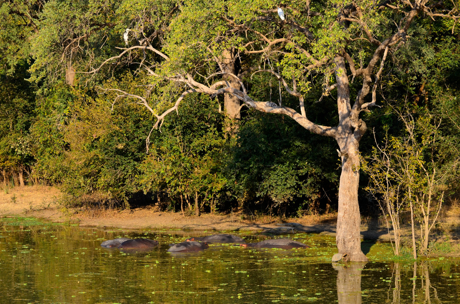Eine Szene mit sehr vielen Tieren und Tierarten.