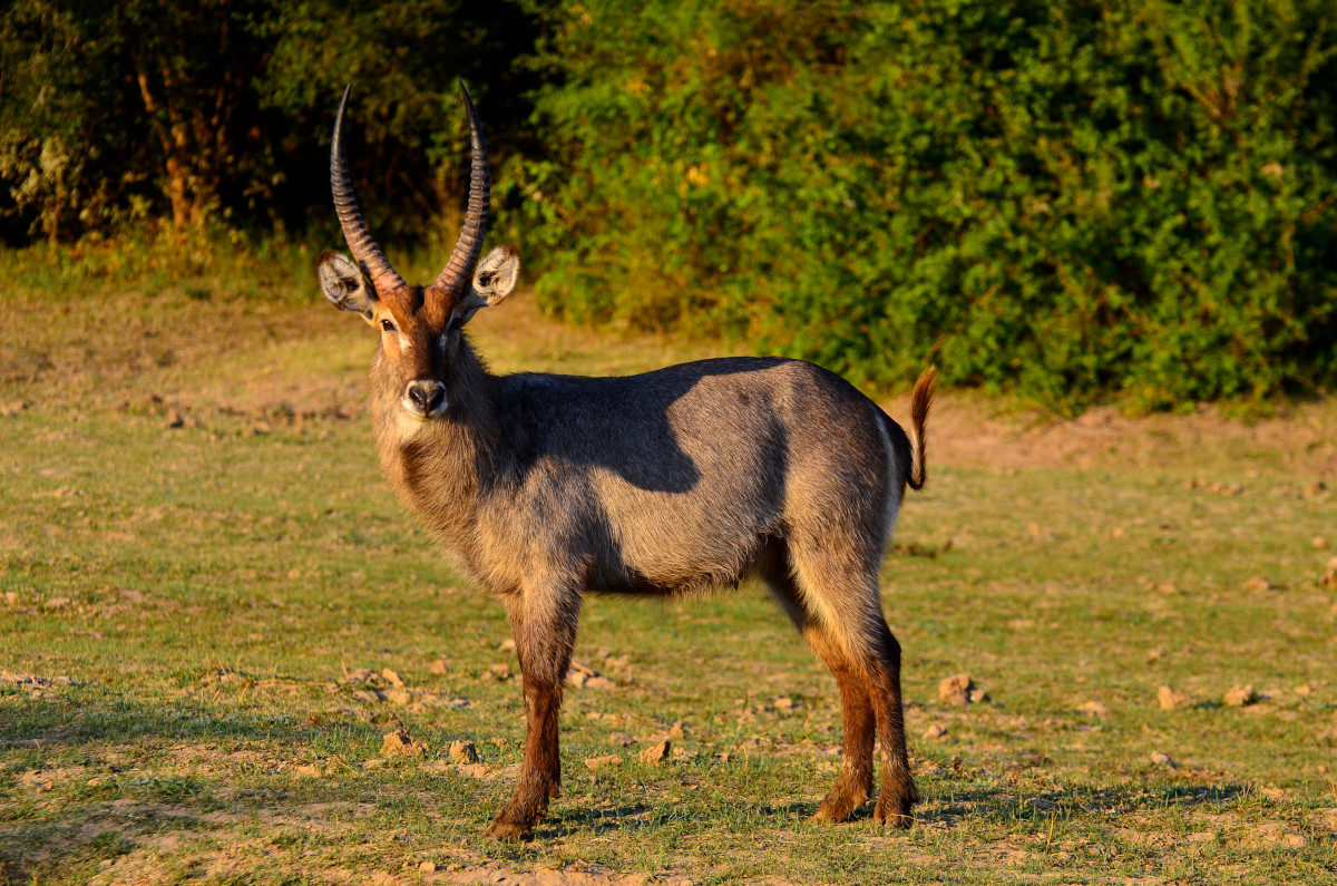 Waterbuck.
