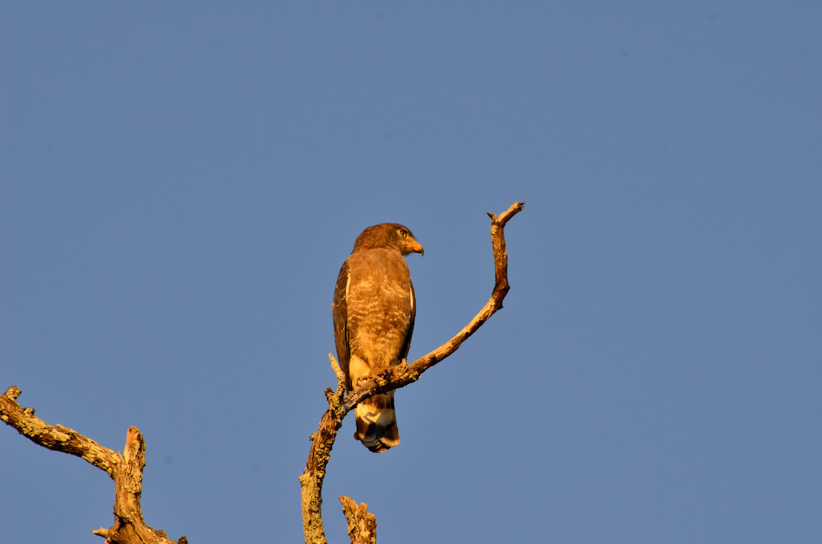 Greifvogel - ein Snake-Eagle.