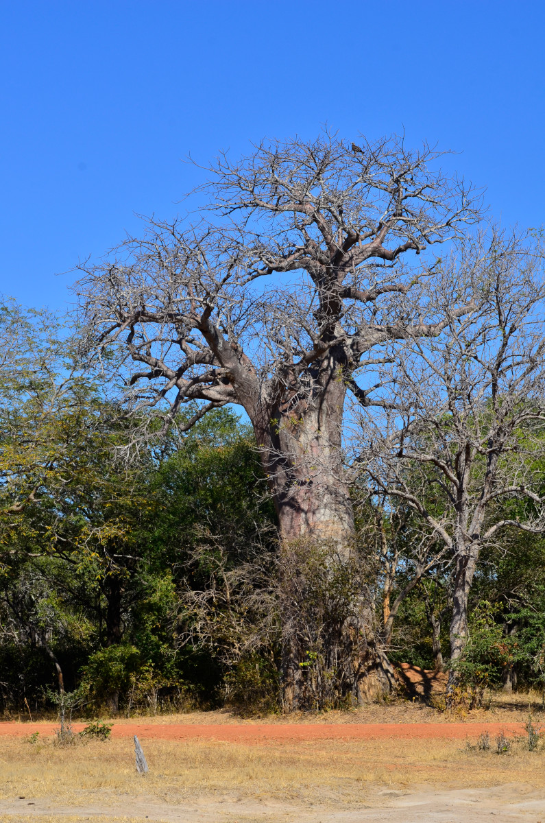 Baobab-Baum.