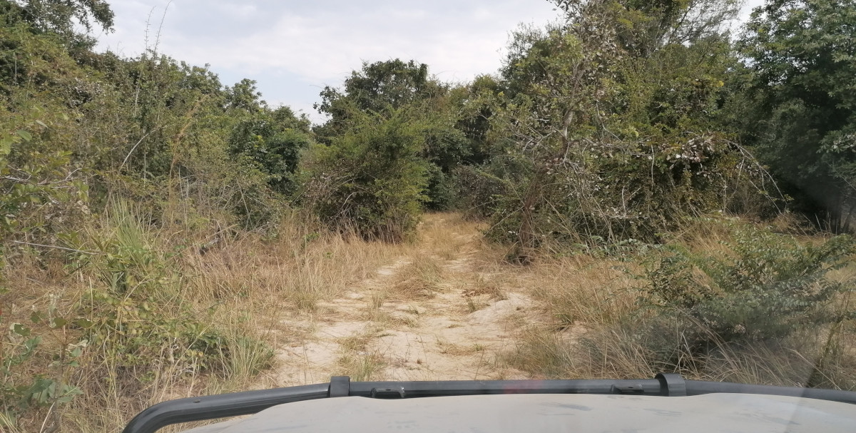 Fahrt durchs Unterholz.