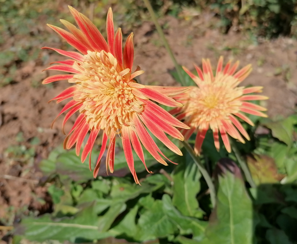 Löwenzahn ähnliche Blume