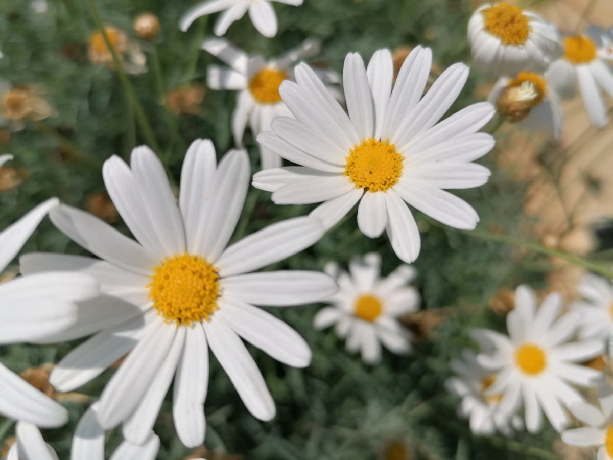 Große Gänseblümchen.