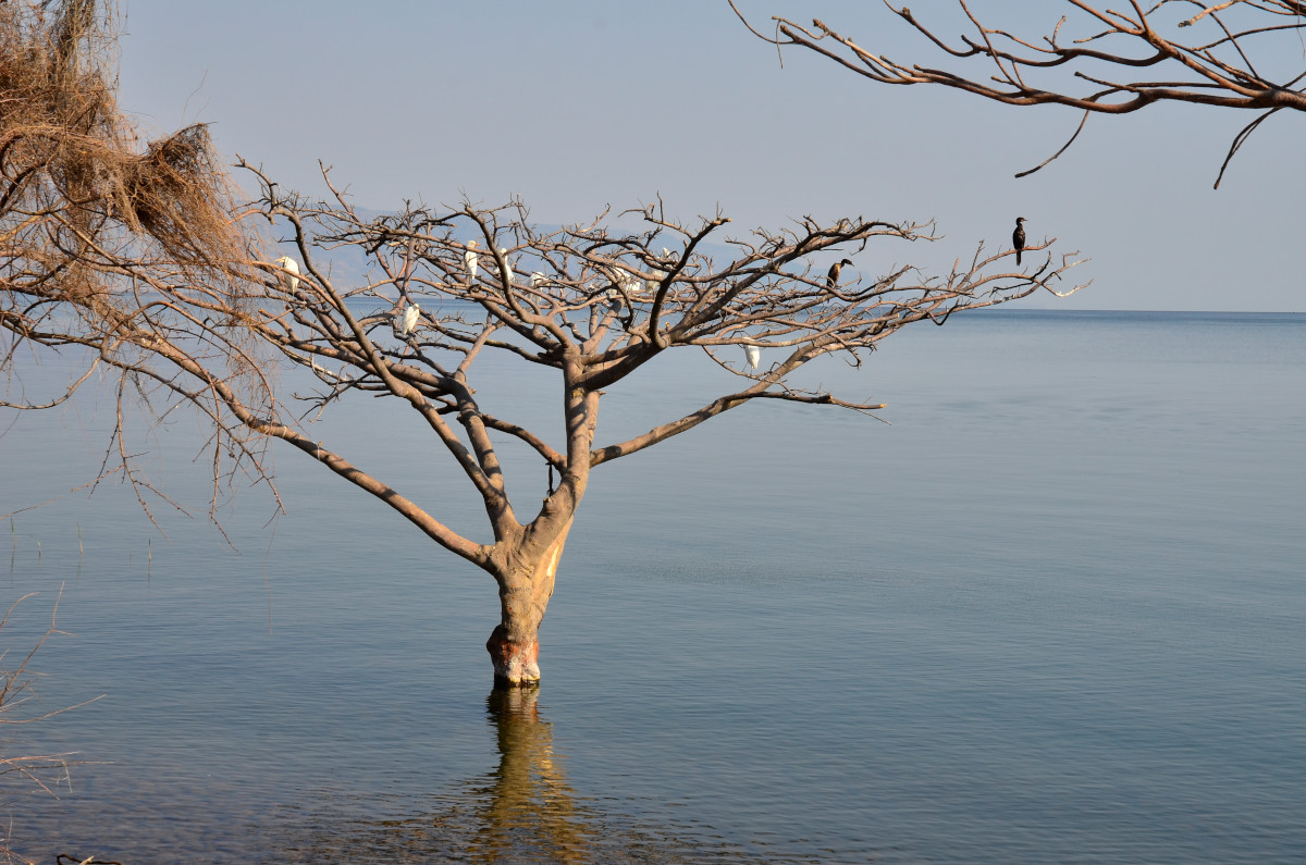 Ein paar tierische Fischer auf der Lauer.