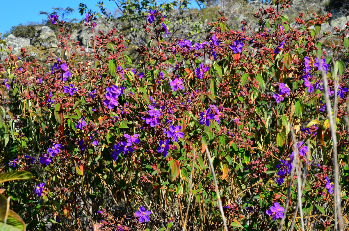 Blütenpracht bei Kundalila.
