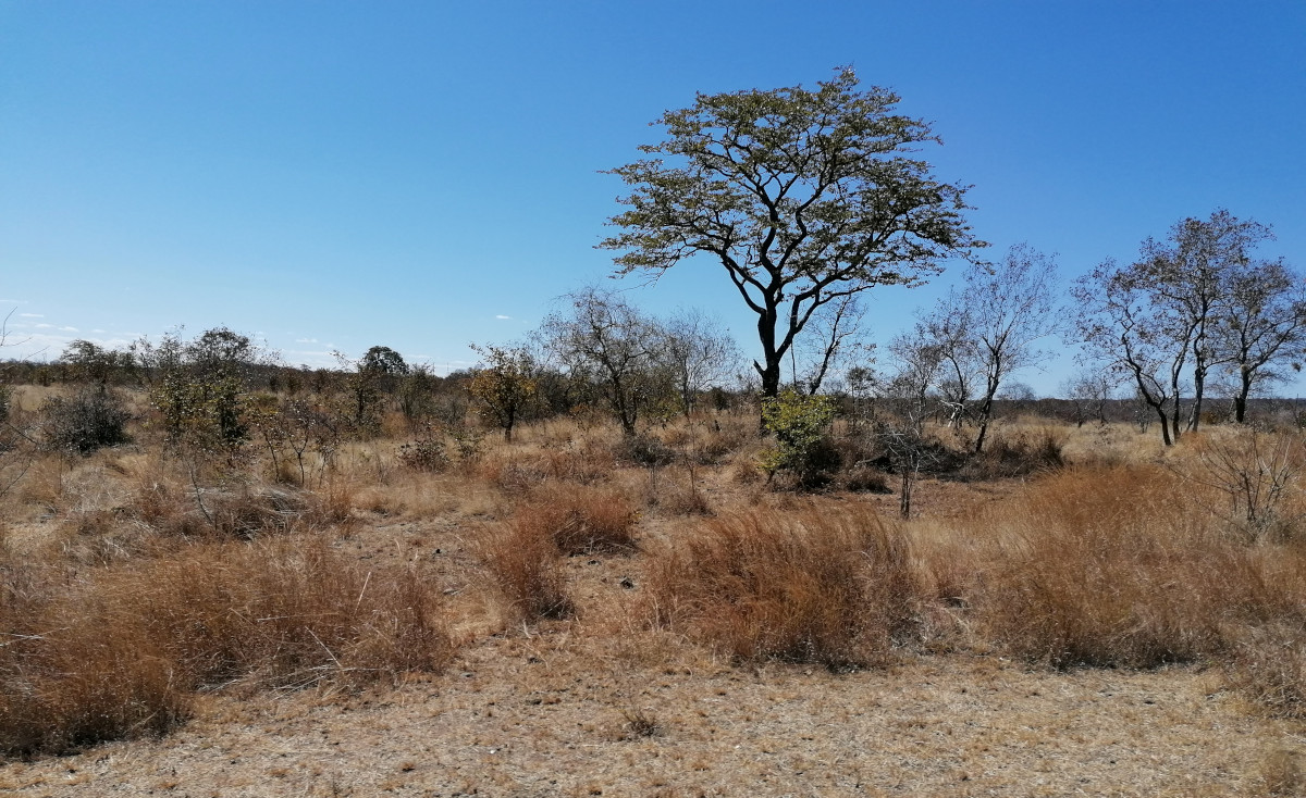 Umgebung der Victoriafälle.