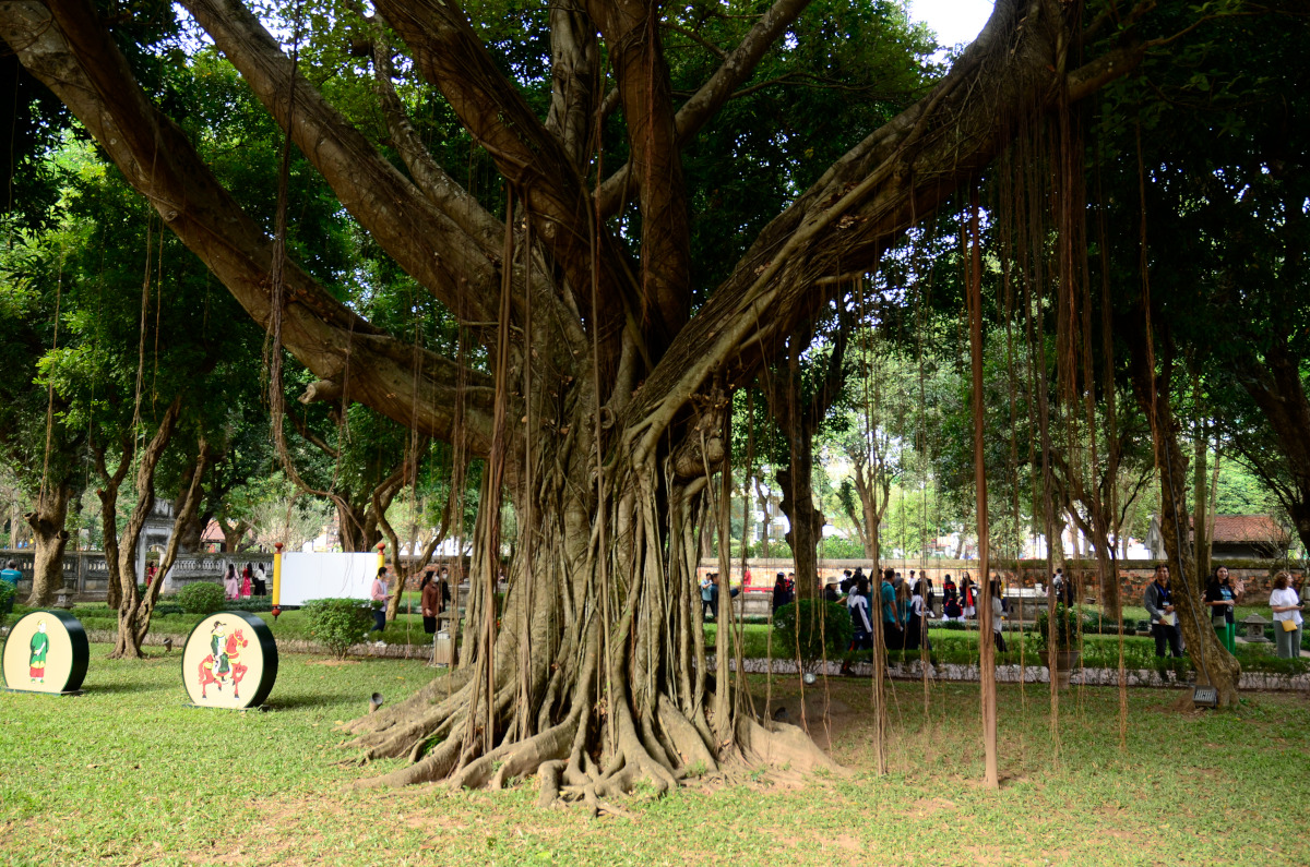 Uralter Baum im Eingangsbereich