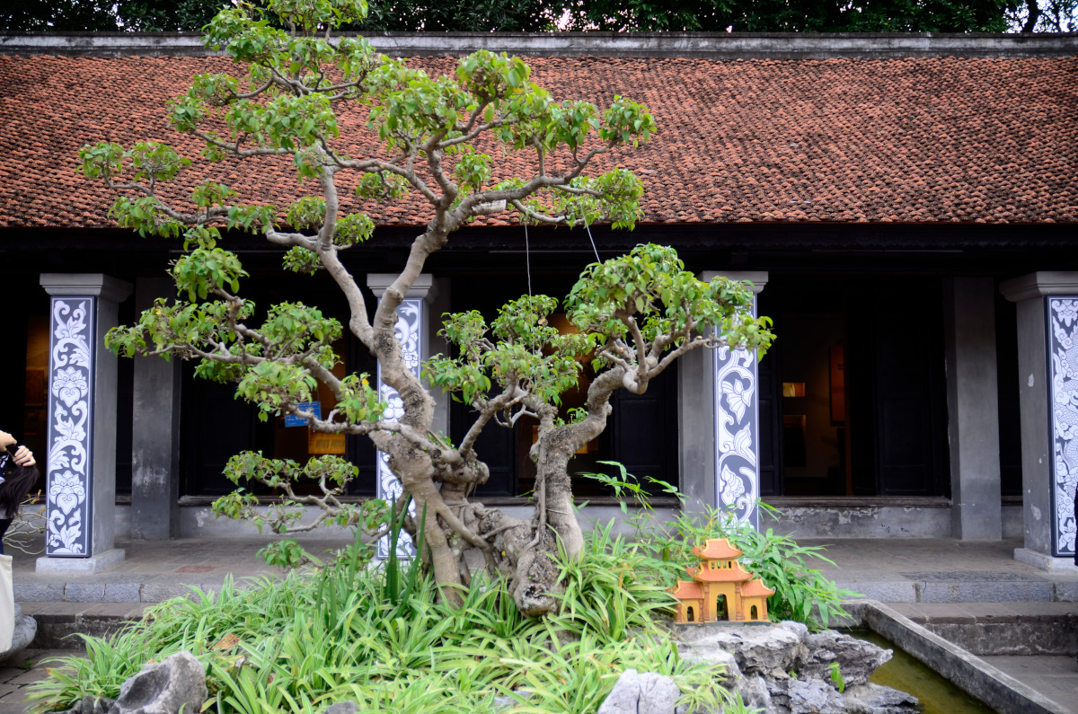 Wunderschöner Bonsai-Baum