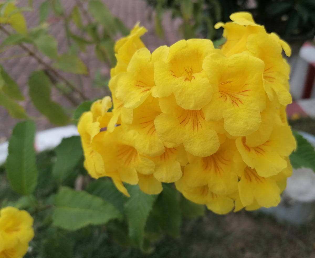 Gelbe Trompetenblume