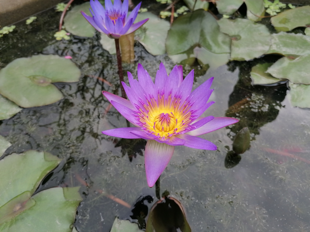 Eine violette Seerose