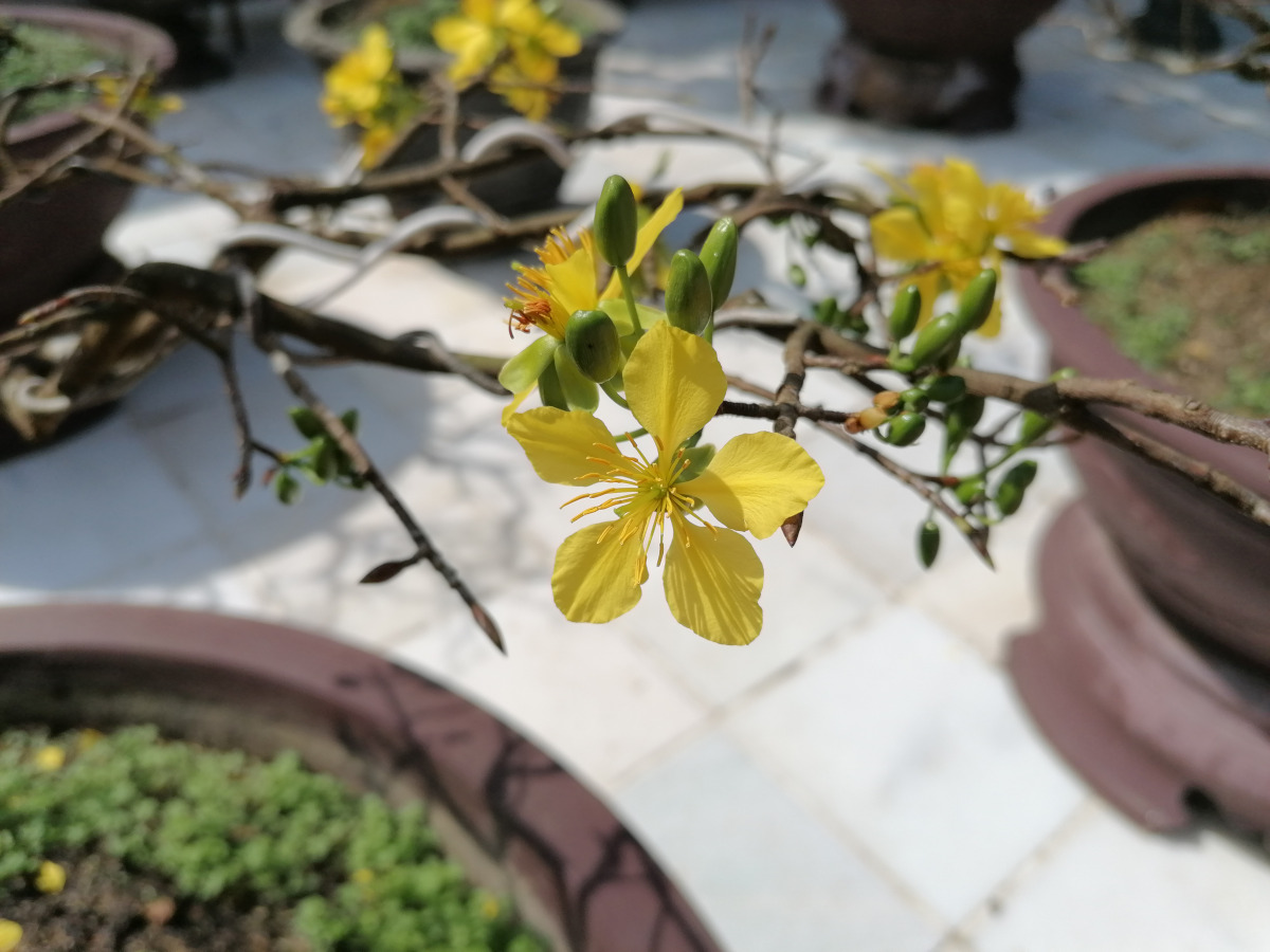 Blüte eines Bonsaibäumchens
