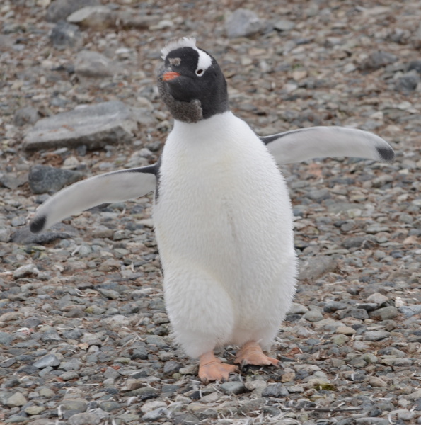 Eselspinguin