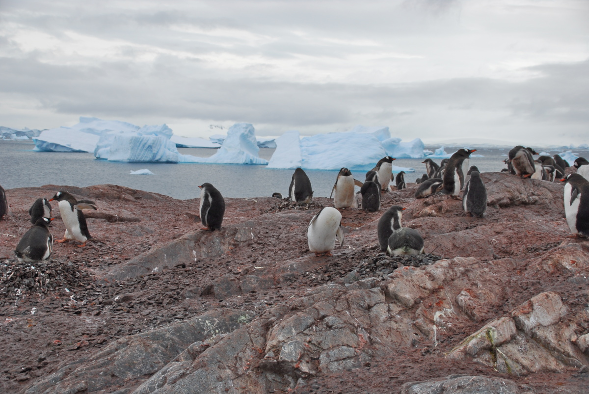 Eisberge und Pinguine
