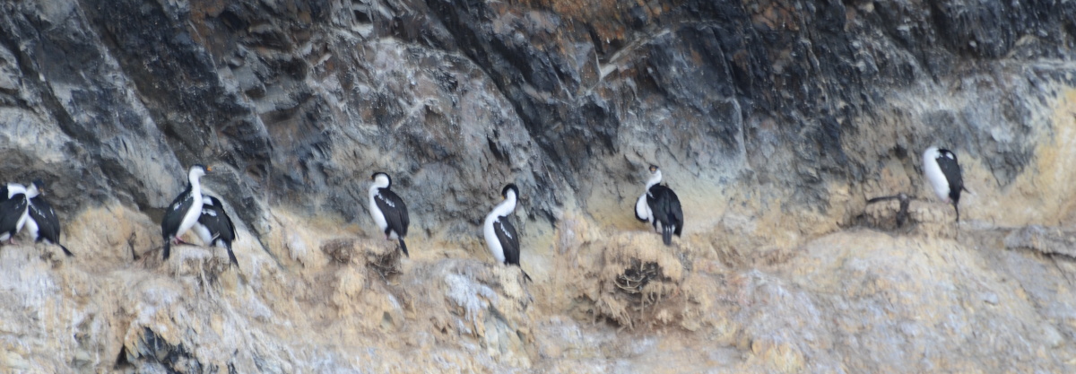 Siedlung von Kormoranen