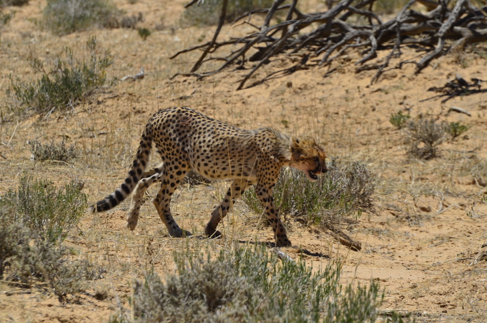 Gepard in freier Wildbahn